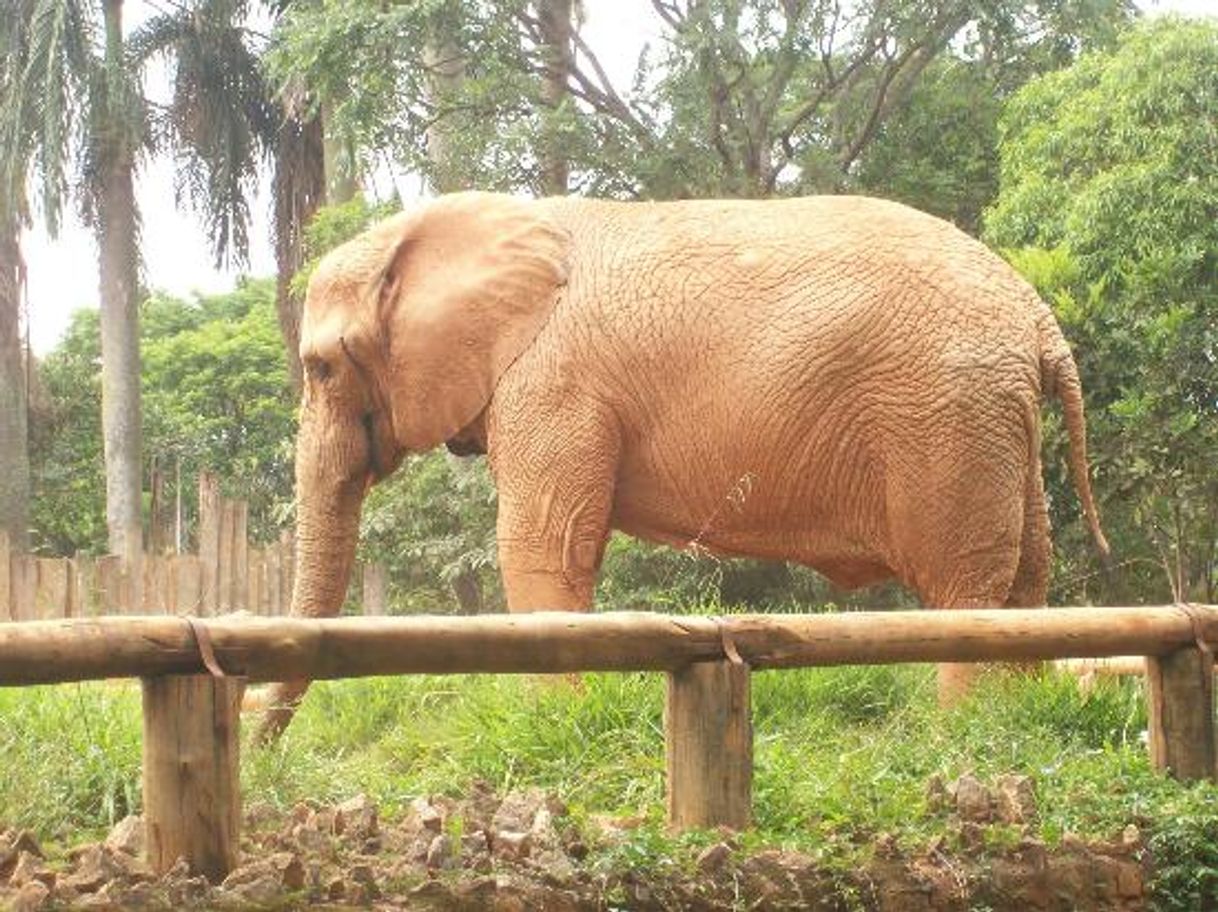 Place Zoológico de São Paulo