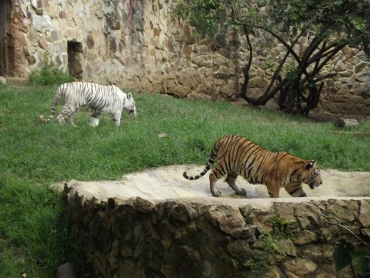 Place Zoológico de Cali