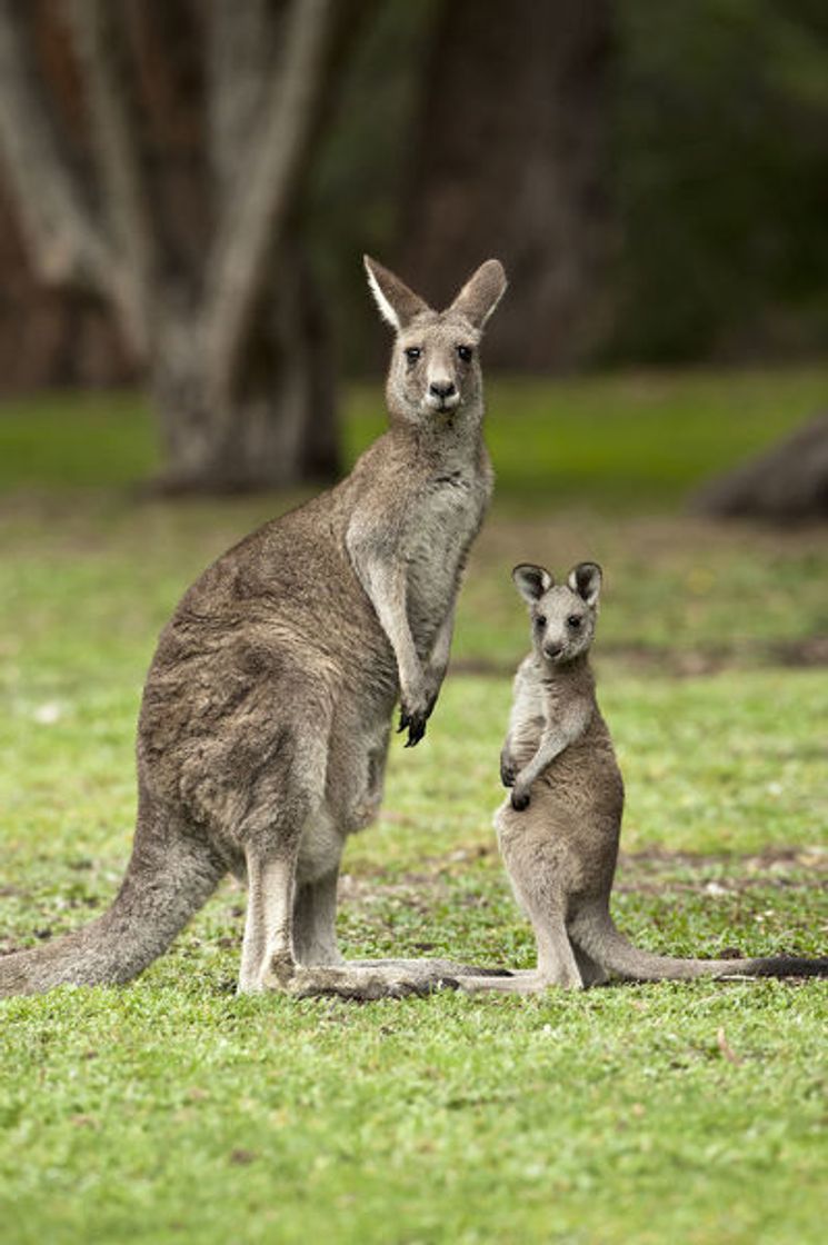 Fashion Macropus giganteus