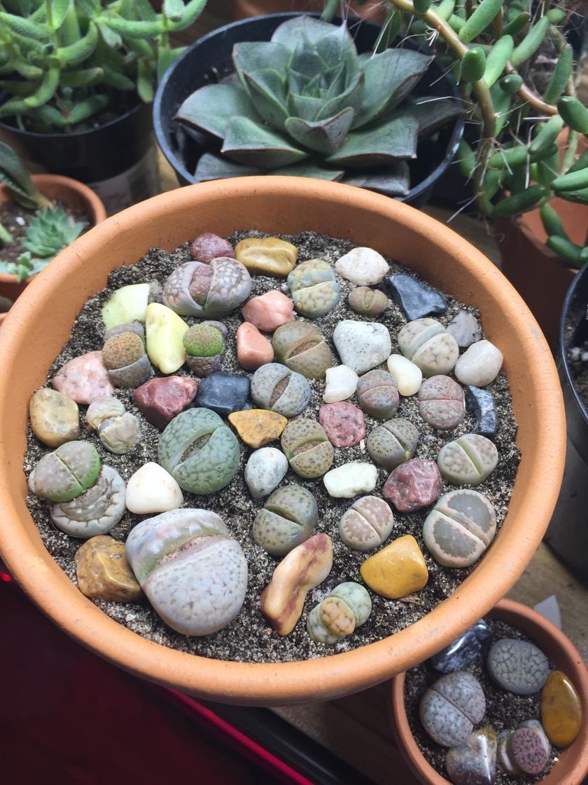 Fashion Lithops 🤩