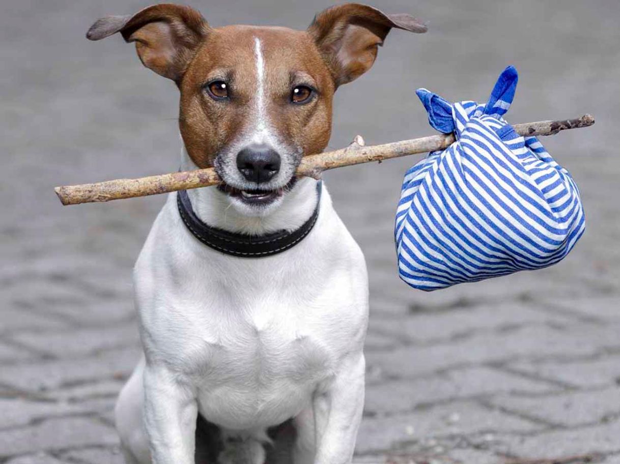 Fashion Buscafuska - Cachorros, perros y gatos en adopción de todas las ...