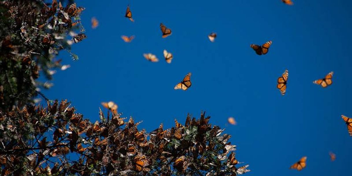 Lugar Santuario Piedra Herrada, Monarch Butterflies Sanctuary, Temascaltepec