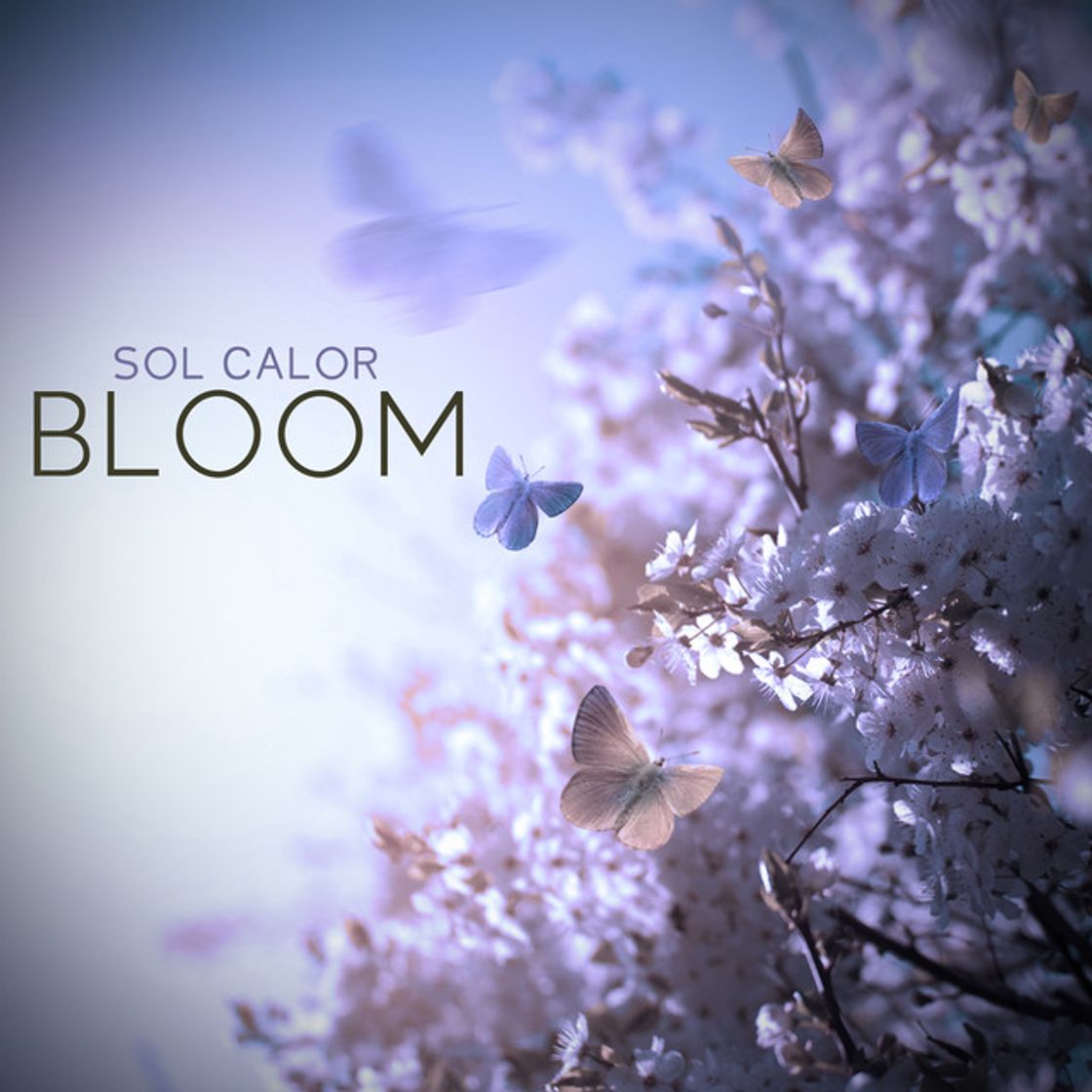 Canción Bloom