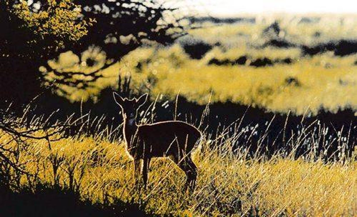 Lugares Parque Nacional "Campos del Tuyú"