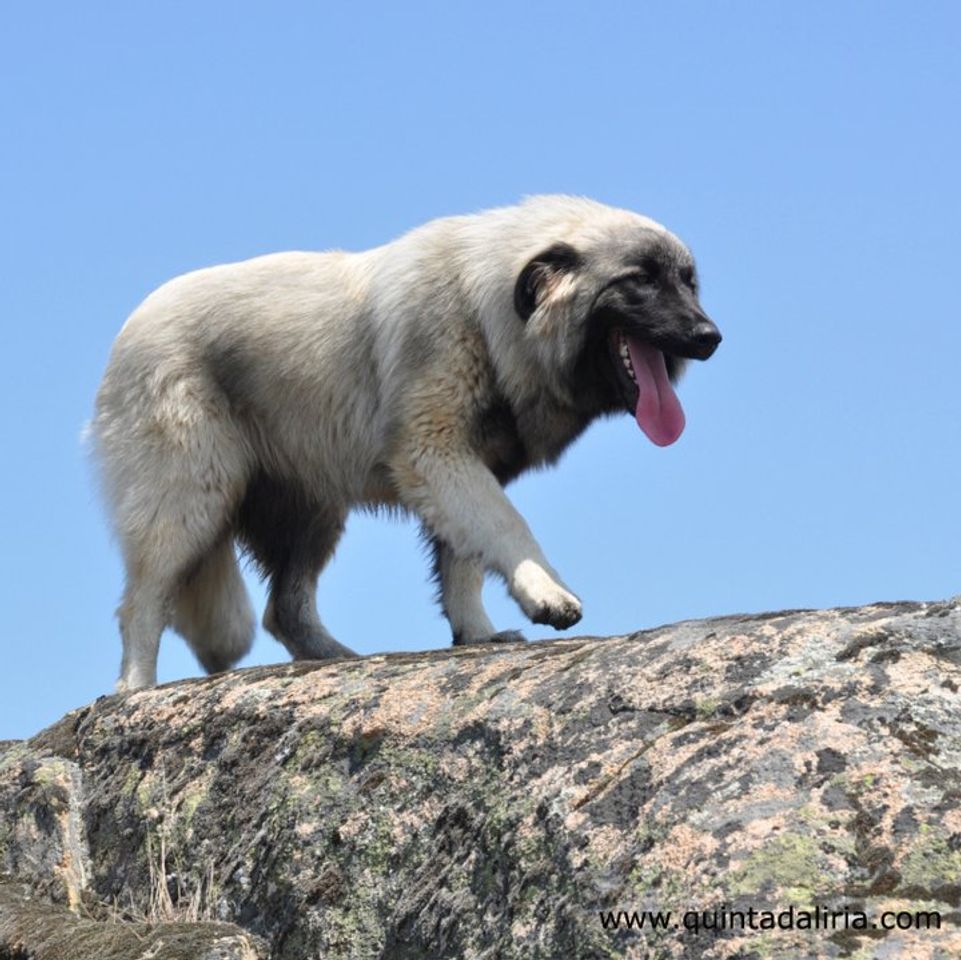 Moda Serra da Estrela branco cão