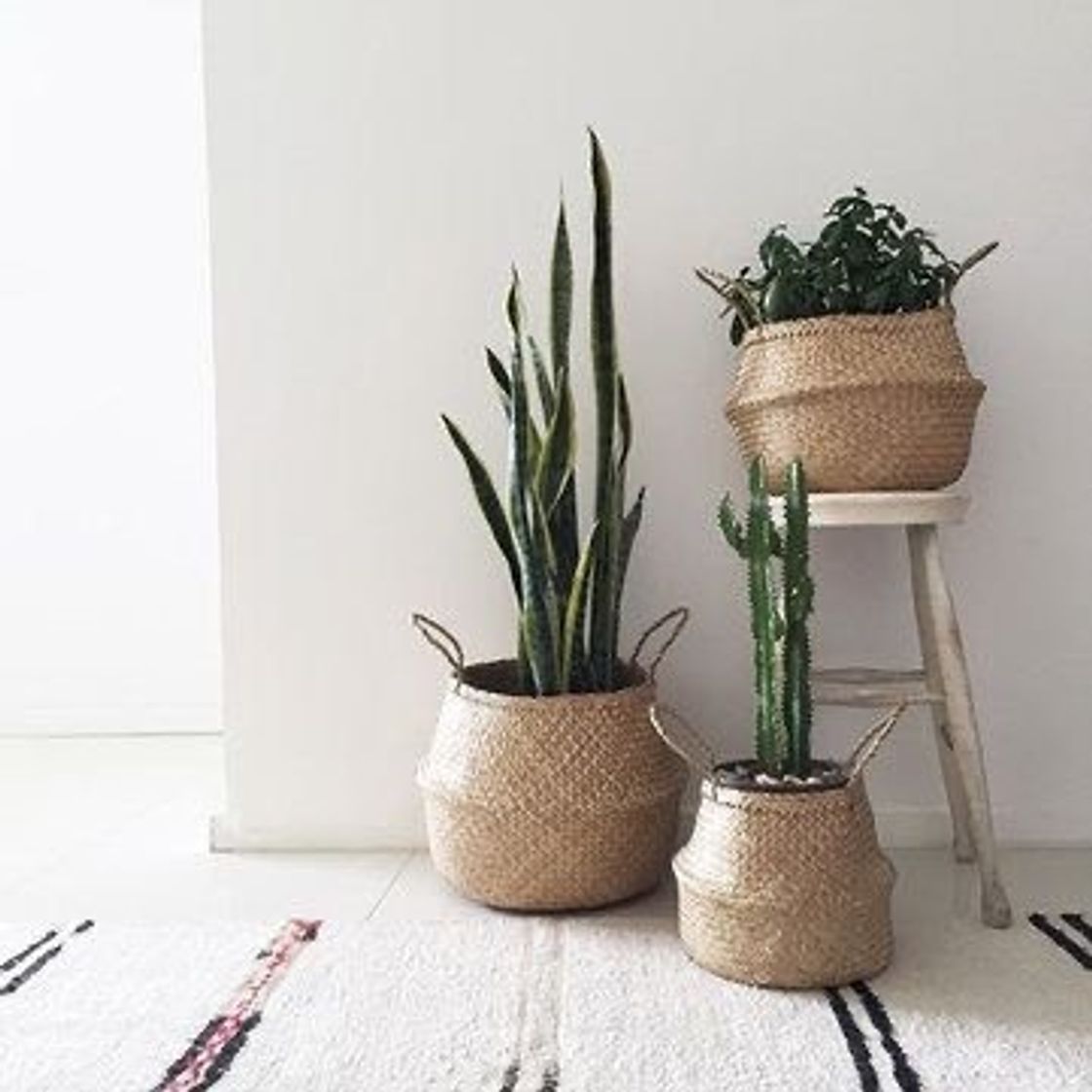 Social Plants