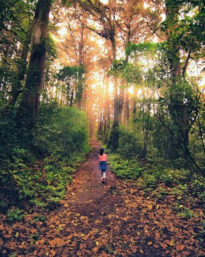 Bosque de la Hoja