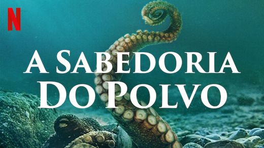 A sabedoria do polvo