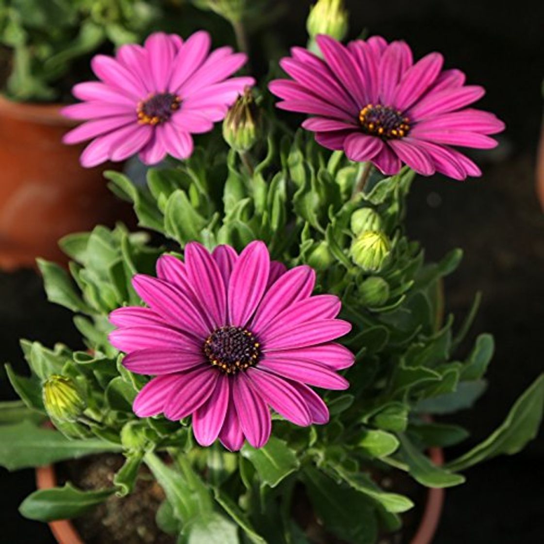 Social Dimorphoteca maceta 14cm. - Altura aprox. 25cm. - Planta viva -