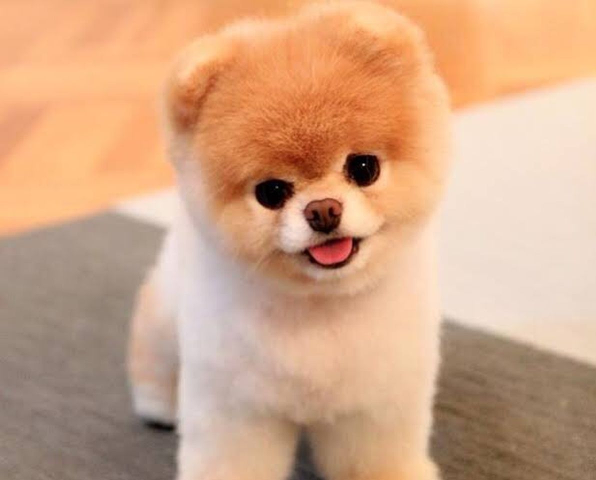 Social Vean estos lindos videos de gatitos 🐱 y perros 🐕 chistoso 