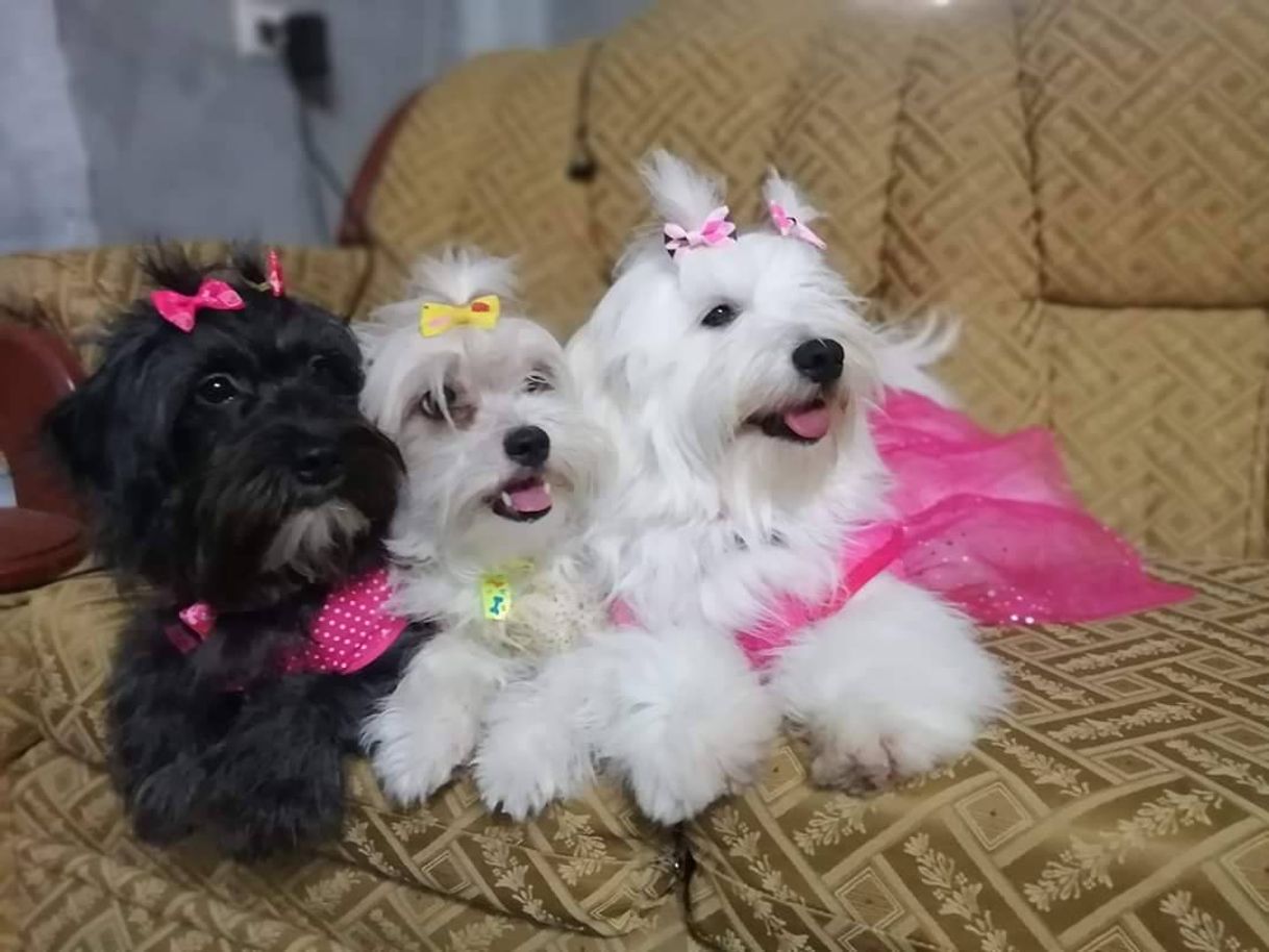 Social Mascotas