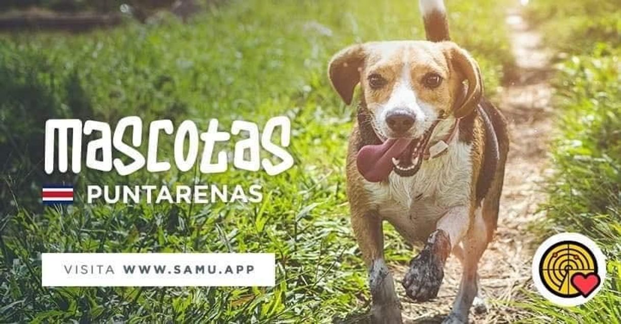 Producto Mascotas Puntarenas 