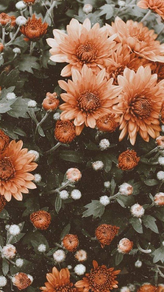 Social Wallpaper 🦋