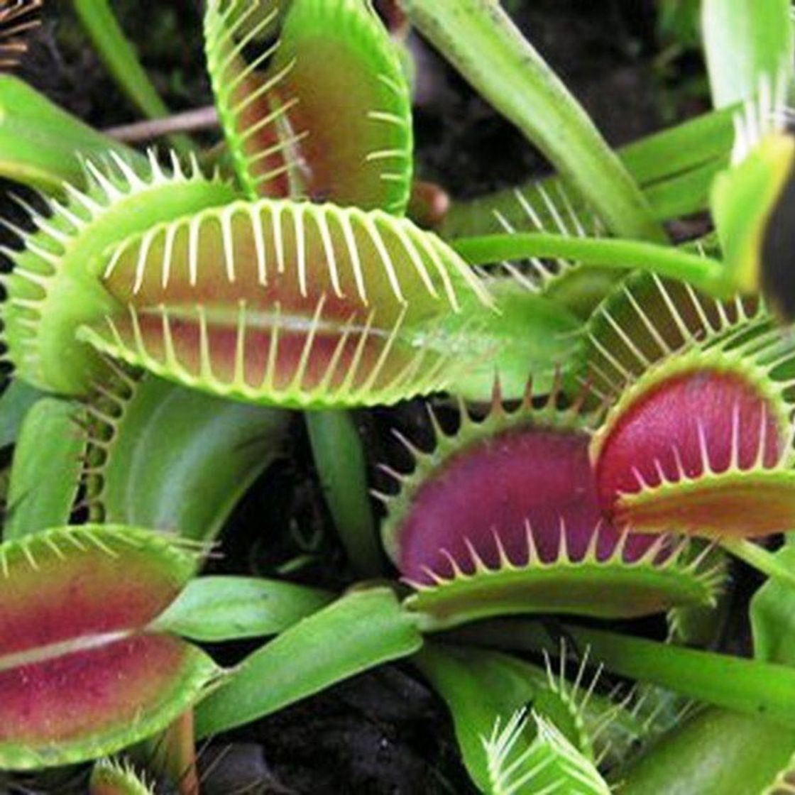 Producto Planta Carnionera Dionea Muscipula