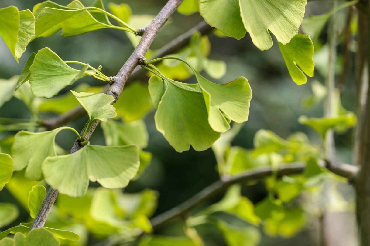 Producto Ginkgo Biloba