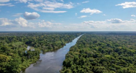 Reserva Natural do Suriname Central

