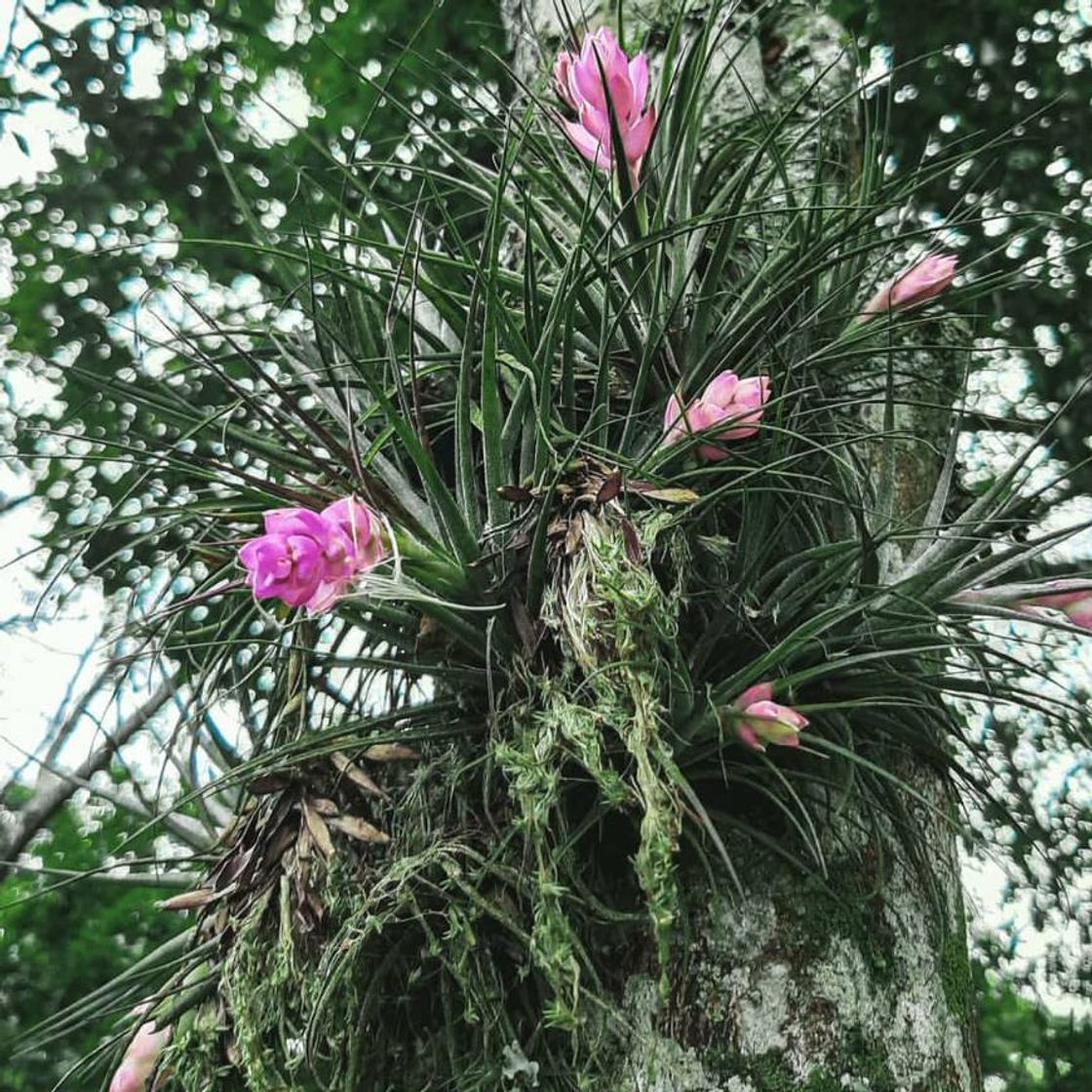 Social Florzinha by:my