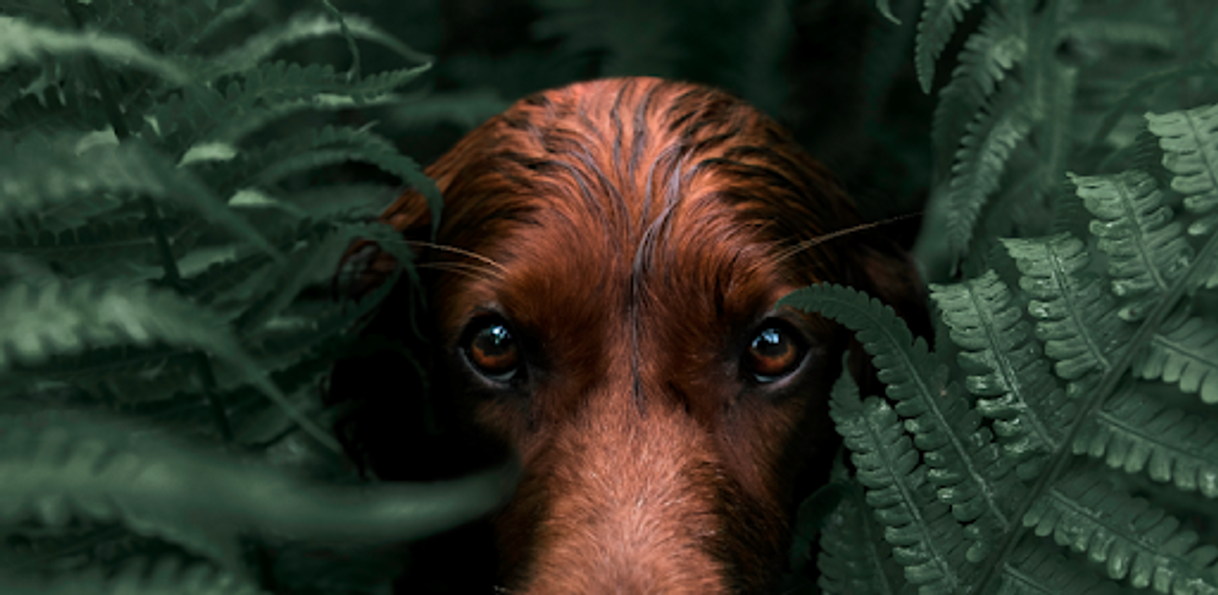 Social Adobe Lightroom - Photo Editor & Pro Camera - Apps on Google Play