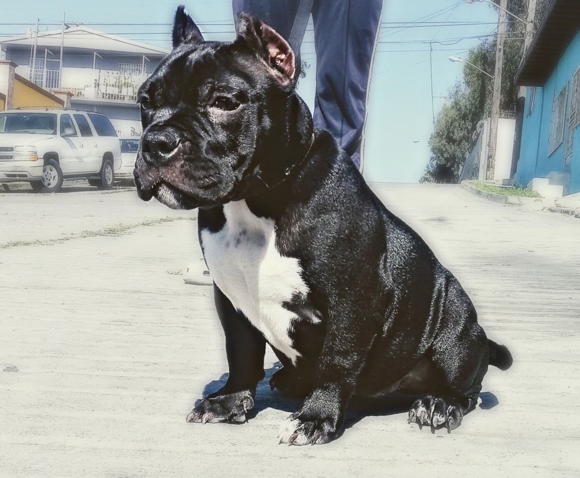 Moda American bully Insta