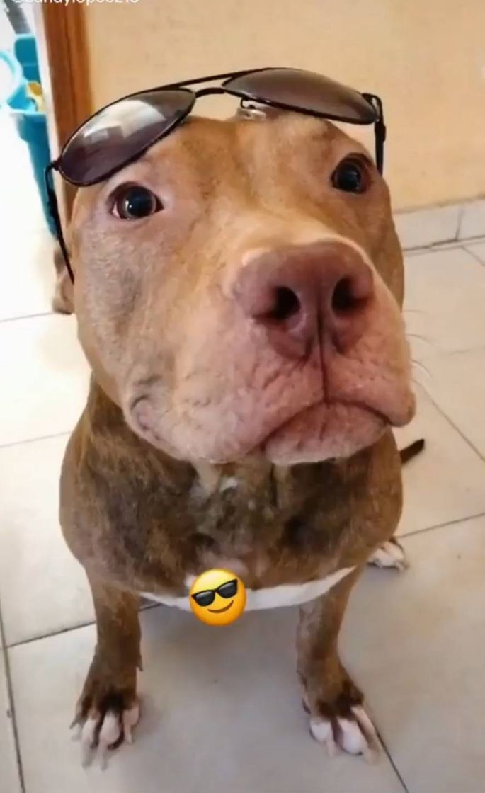 Pitbull tik tok. 