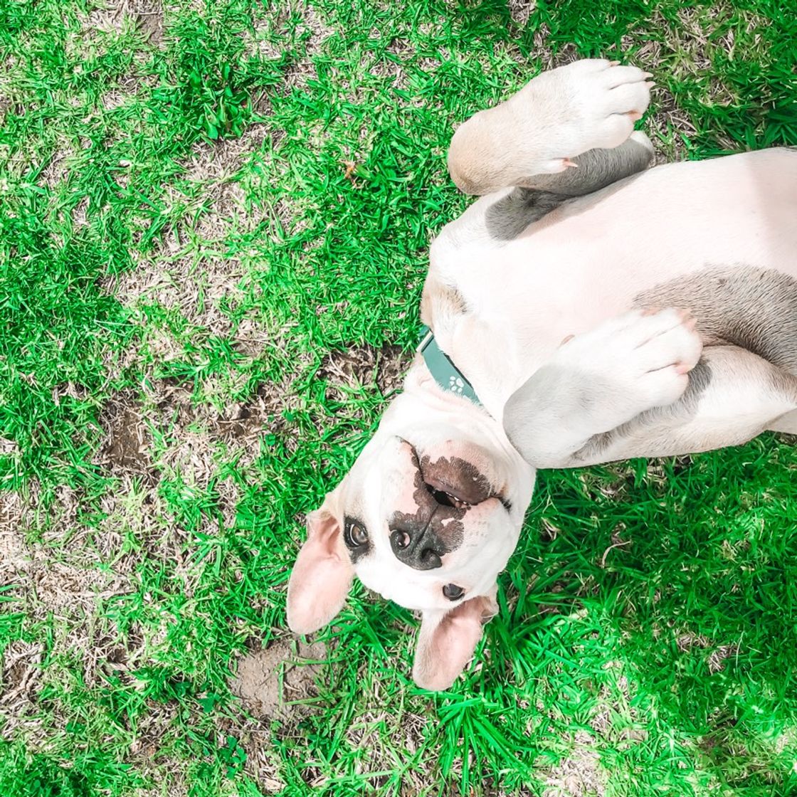 Social Me apoyarían dándole like a la foto de mi perrito 🐶 ❤️