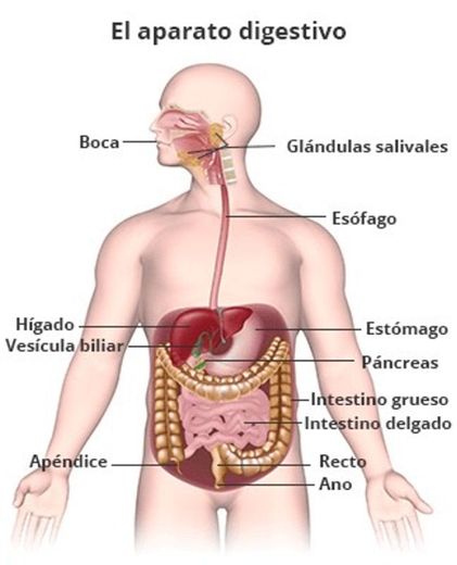 Sistema Digestivo✨