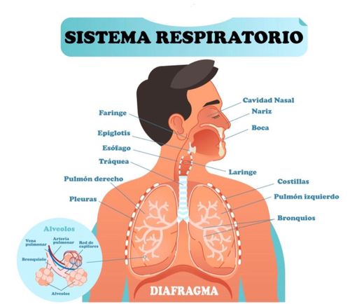 Sistema Respiratorio🌬✨