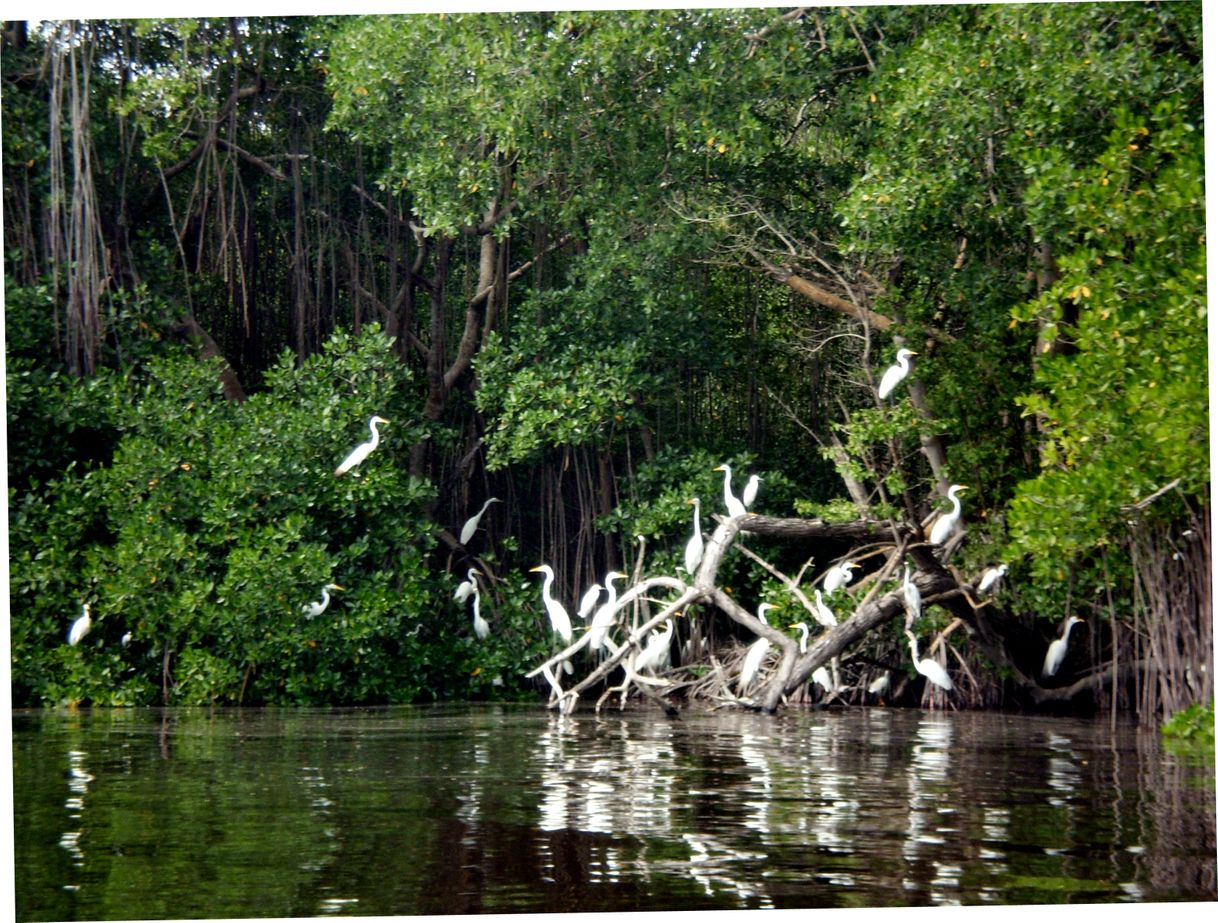 Lugar Parque Nacional Laguna de Tacarigua