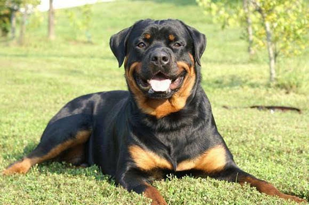 Moda Rottweiler: confira um guia sobre a raça. 