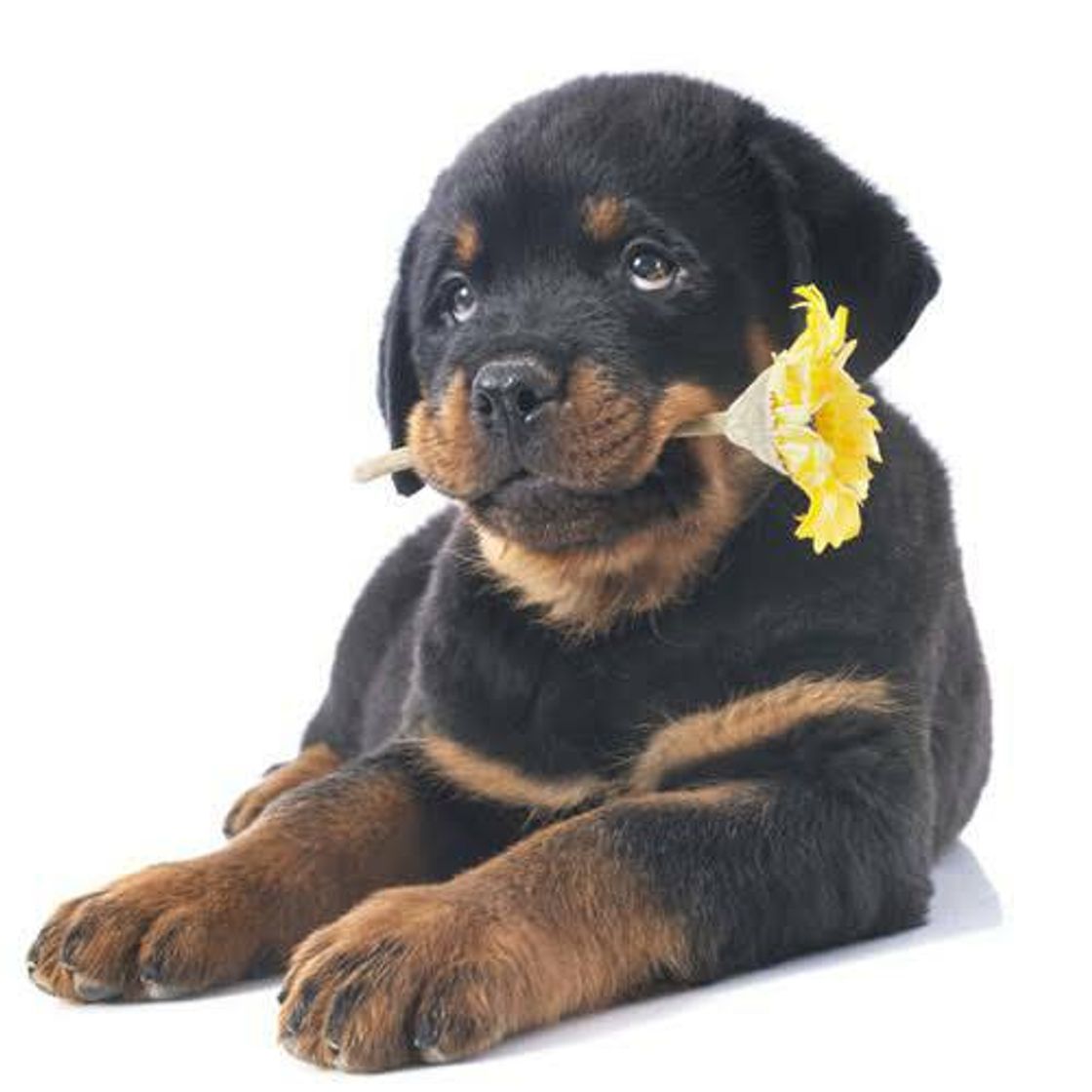 Fashion Canil de Rottweiler - Filhotes de Rottweiler SP