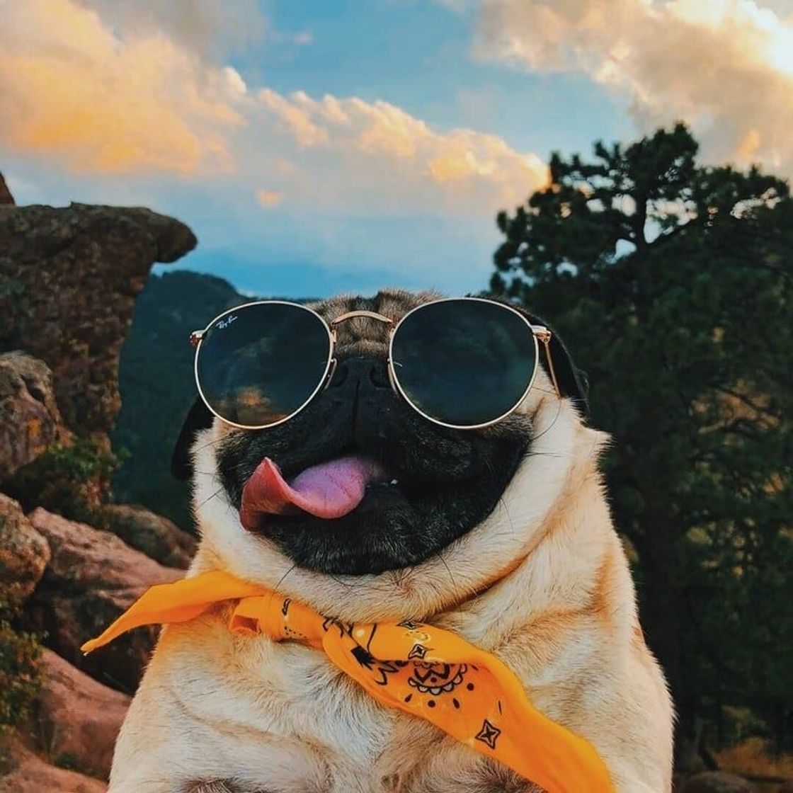 Fashion Pug 