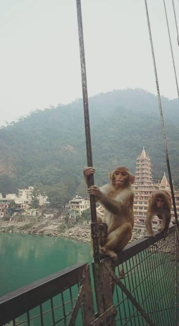 Lugar Laxman Jhula