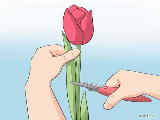 Cómo plantar y cuidar tulipanes
