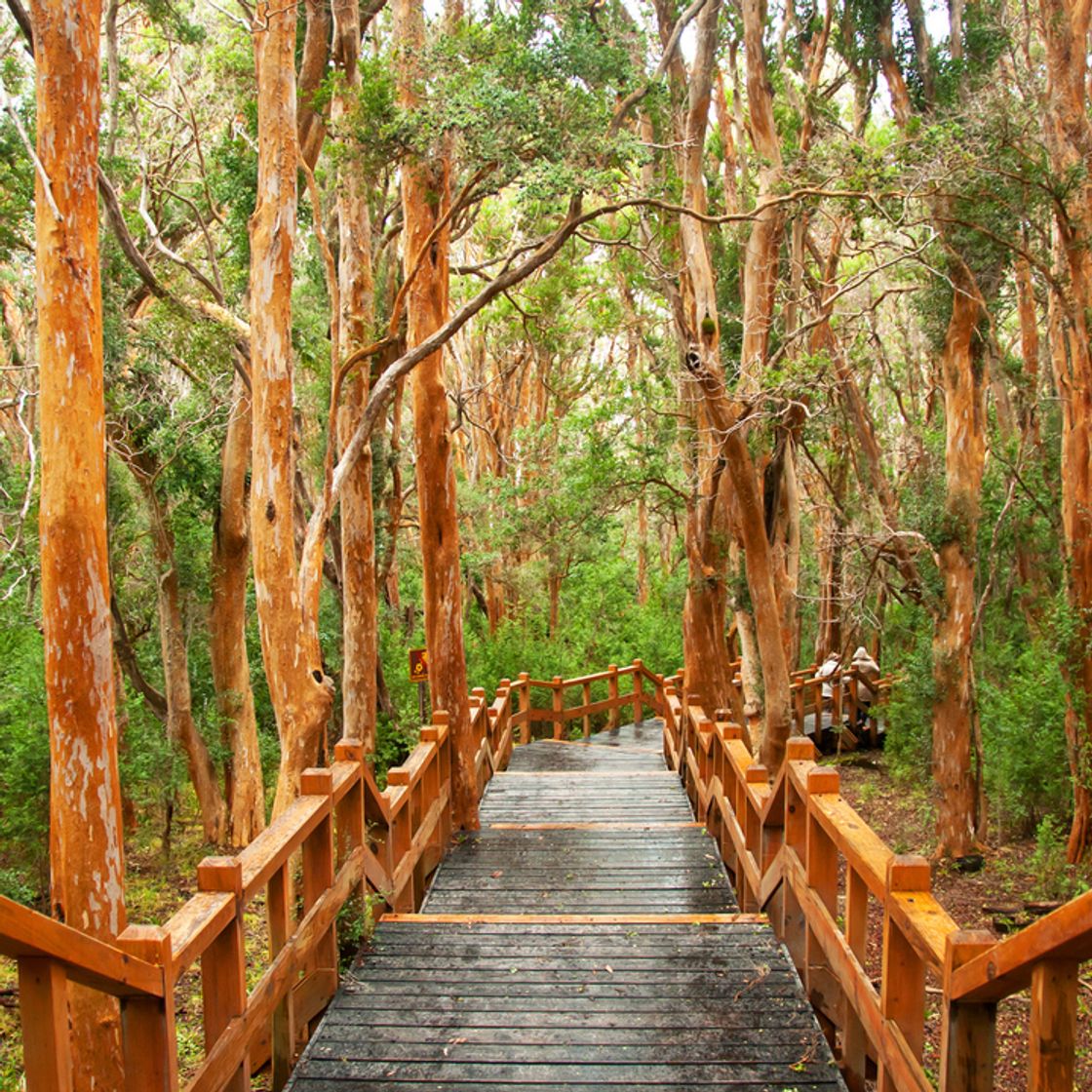 Lugar Bosque de Arrayanes