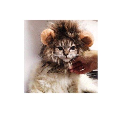 Disfraz de leon para gato