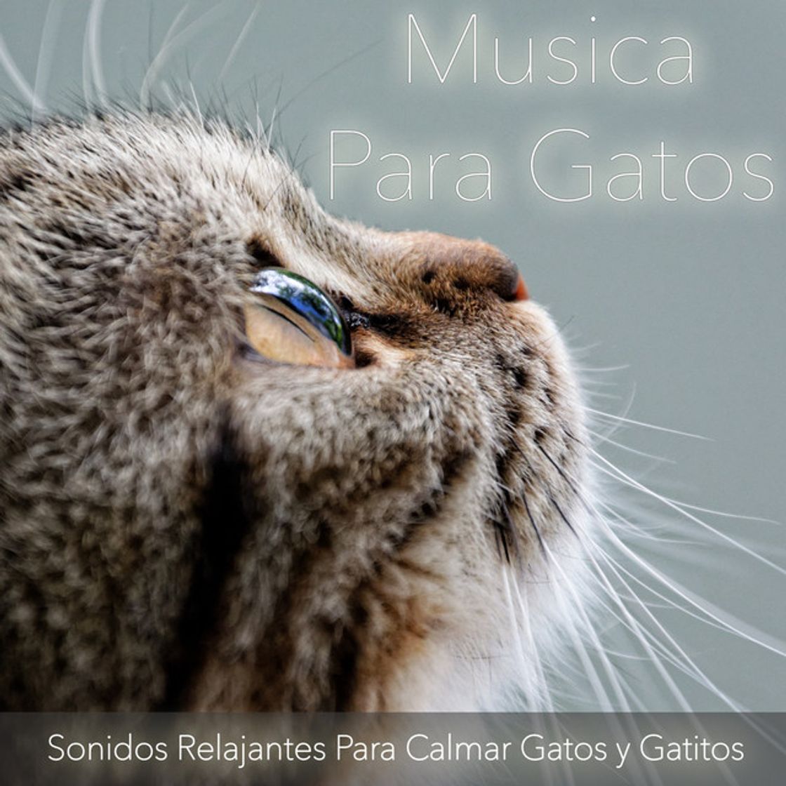 Canciones Música para Gatos Más Inteligente