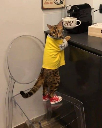 Un gato con tenis 