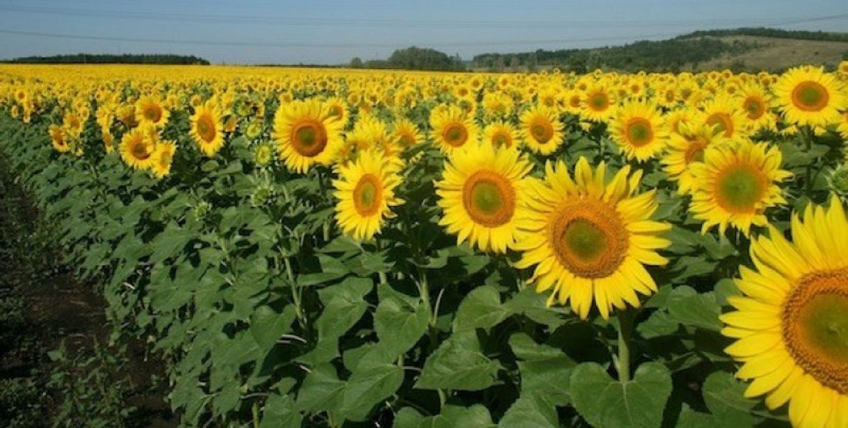 Places Jardín de girasoles