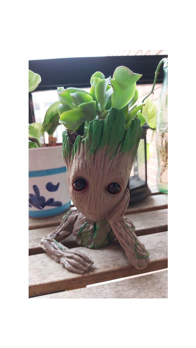 Social Maceta Groot