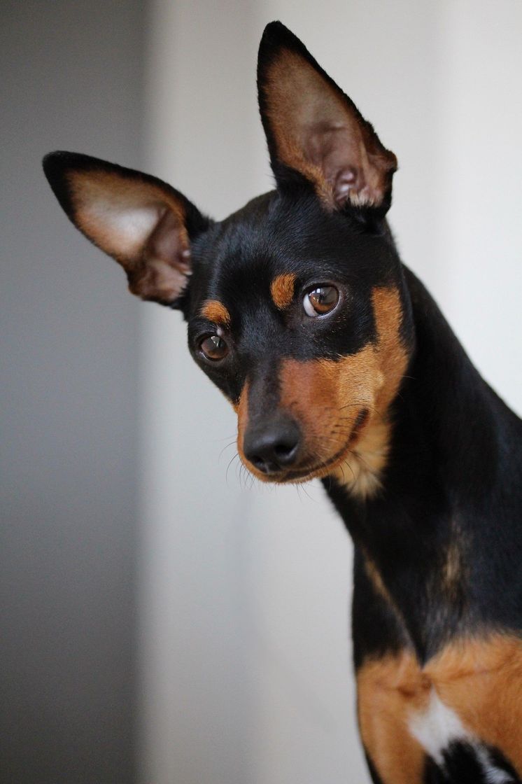 Fashion Pinscher 