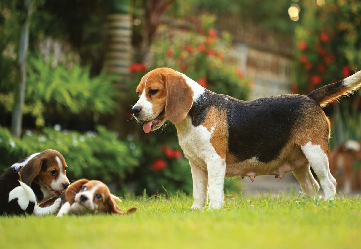 Fashion Beagle 