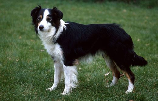 Collie