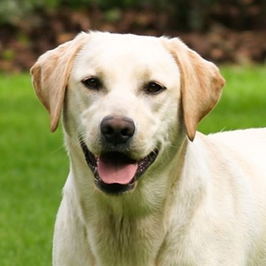 Labrador