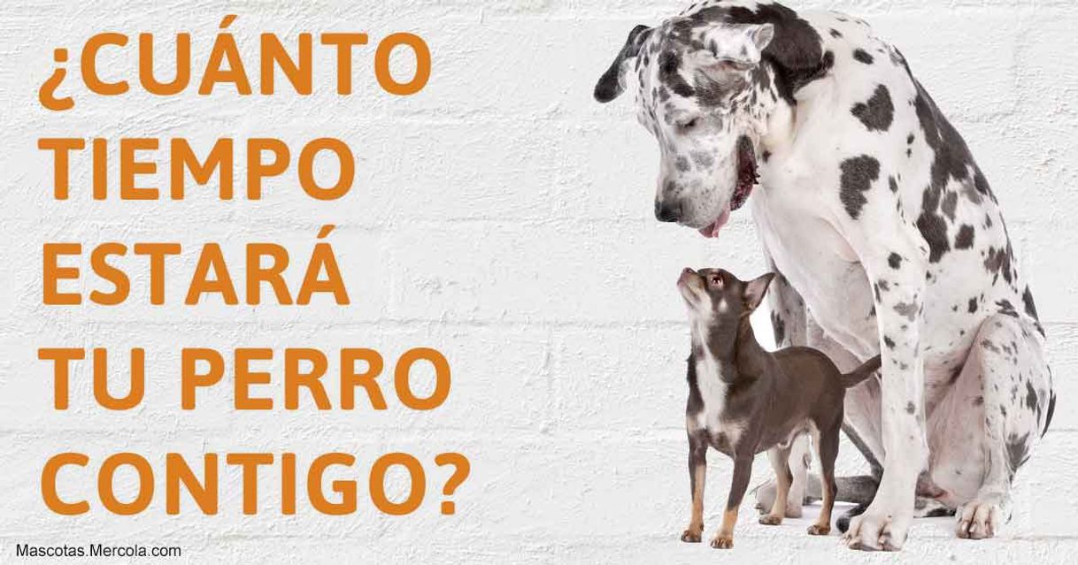 Social Los perros más grande envejecen antes.