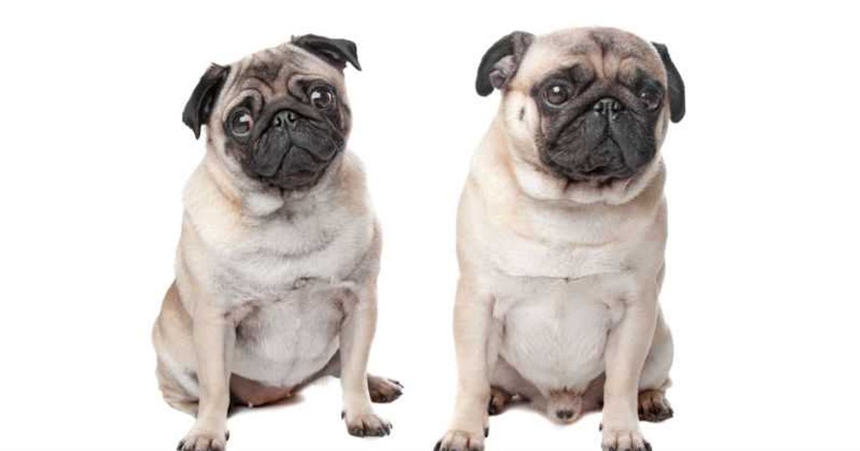 Social Los perros se enamoran?