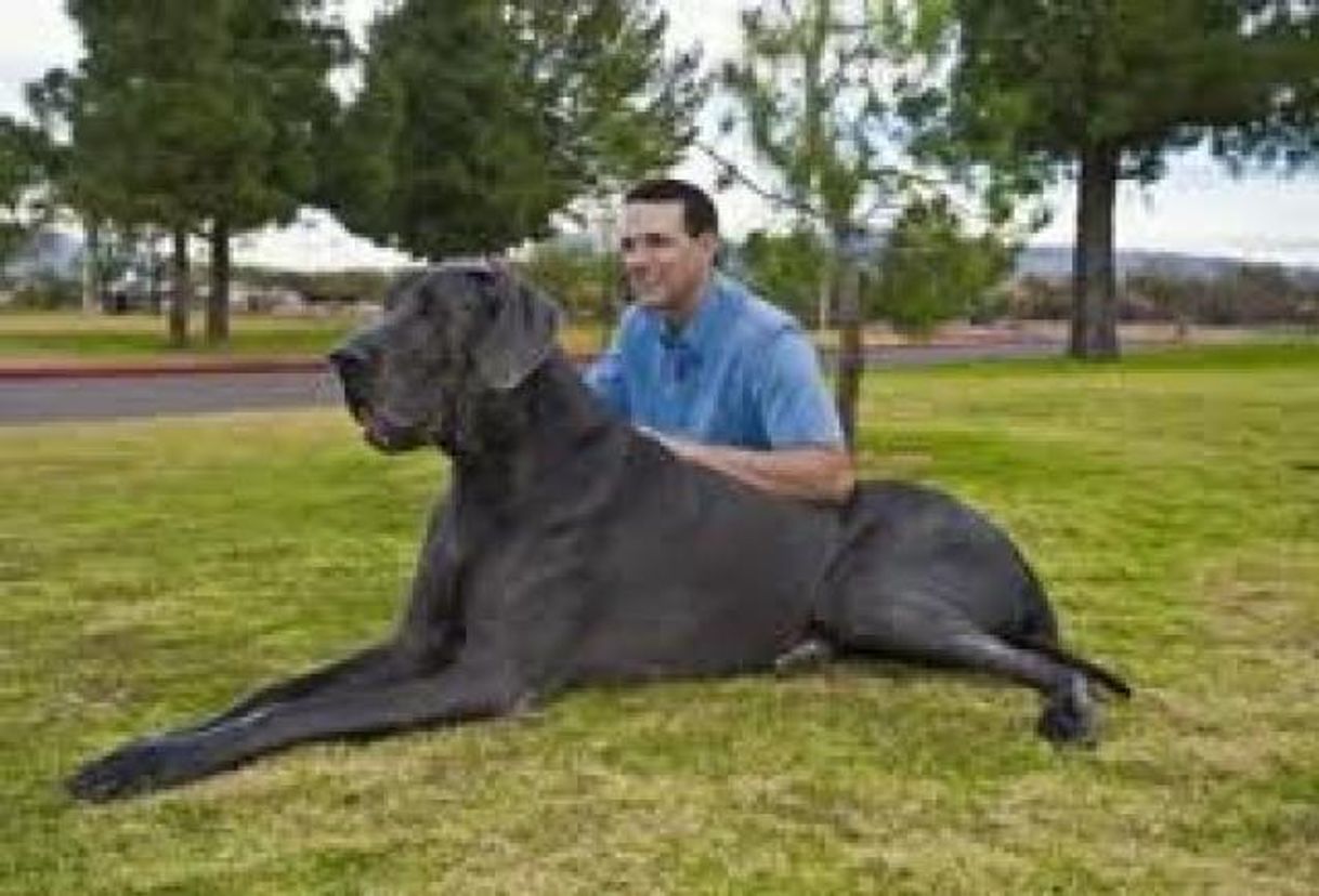 Moda El perro nacional de Alemania.