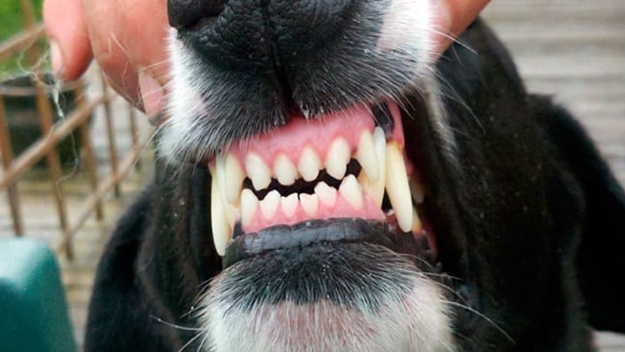 Fashion Cuantos dientes tiene un perro?