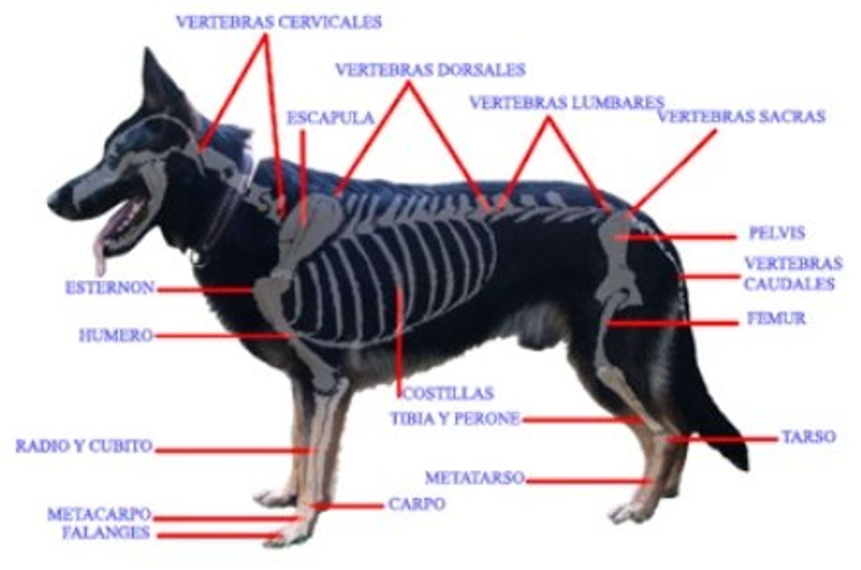 Fashion Estructura ósea del perro