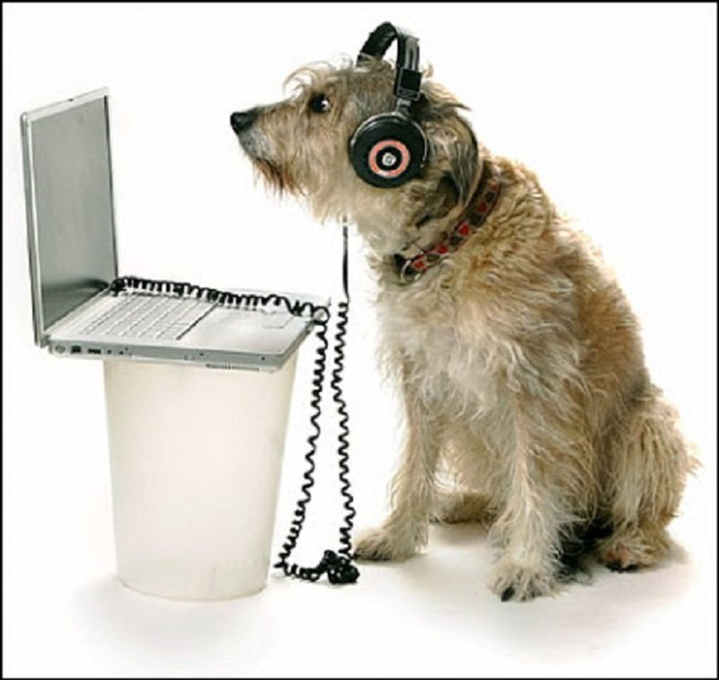 Fashion Radio para Perros!!!