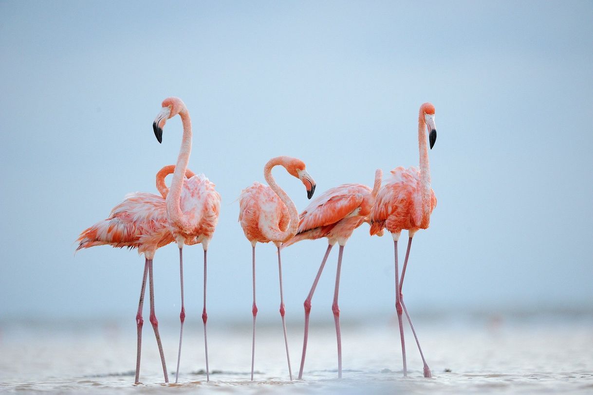 Fashion Flamingos 